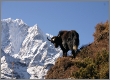 Skyline Trek im Kathmandutal