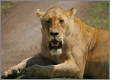 Safarireisen individuell - Tansania Safarireisen individuell - Tansania